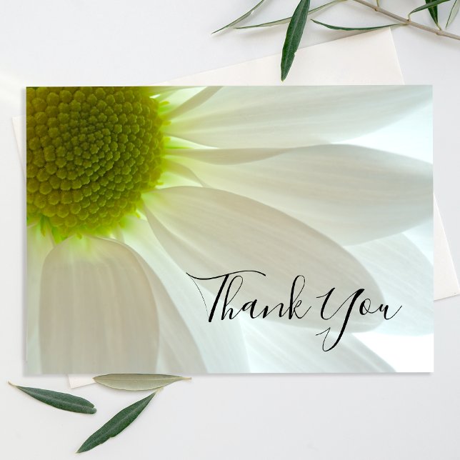 White Daisy Flower Petals Thank You (Creator Uploaded)