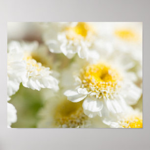 White Daisy Flower Photo Poster