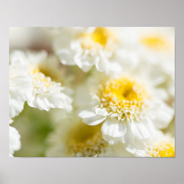 White Daisy Flower Photo Poster (Front)