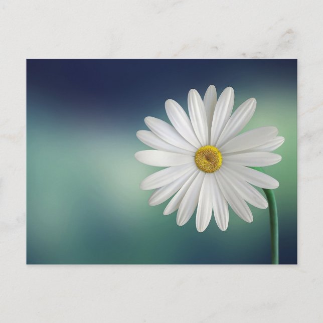White Daisy Flower Postcard (Front)