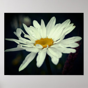 White Daisy Flower  Poster