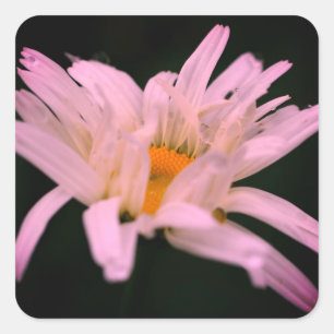 White Daisy Flower  Square Sticker