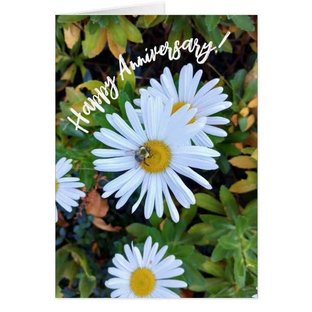 White Daisy Flower with a Bee Anniversary Card (Front)
