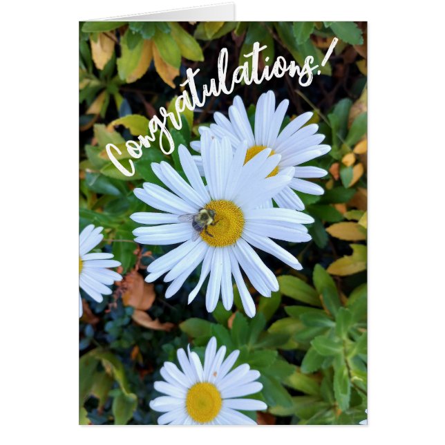 White Daisy Flower with a Bee Congratulations Card (Front)