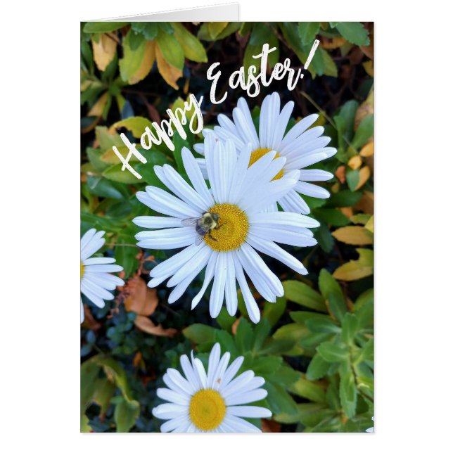 White Daisy Flower with a Bee Easter Card (Front)