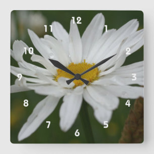 White Daisy Flower With Raindrops Nature Square Wall Clock