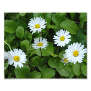 White Daisy Flowers Photo Print