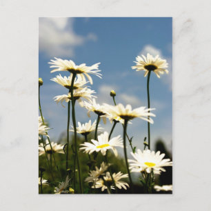 White Daisy Flowers Postcard