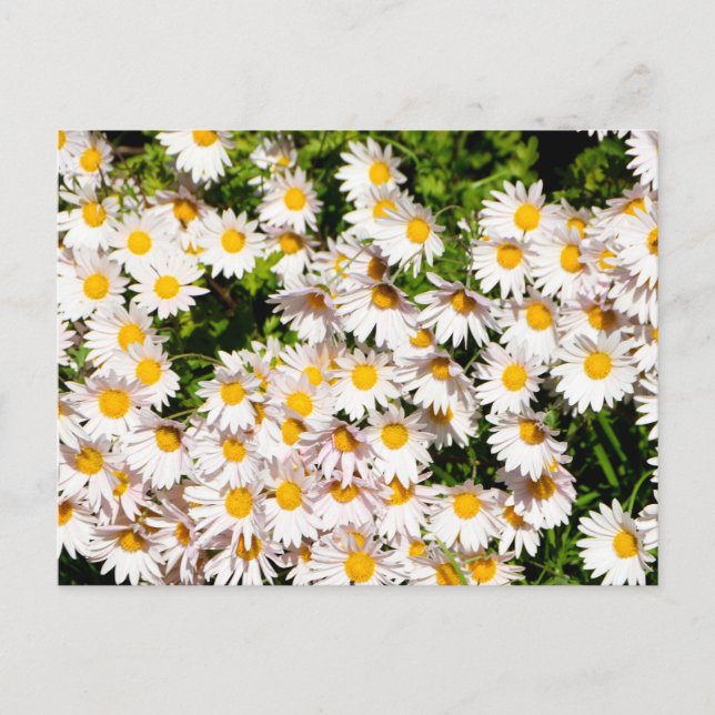 White Daisy flowers Postcard (Front)