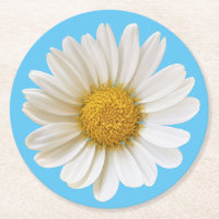 White Daisy on Sky Blue Background