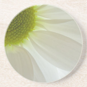 White Daisy Petals Beverage Coaster