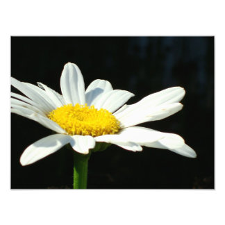 White Daisy Photo Print