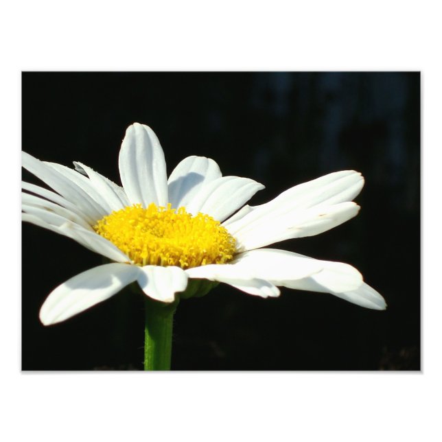 White Daisy Photo Print (Front)