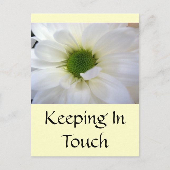 White Daisy Postcard (Front)