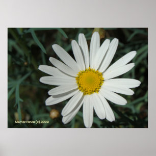 White Daisy Poster
