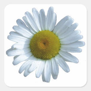 White Daisy Square Sticker