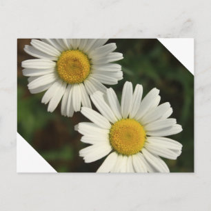 White daisy summer flowers postcard
