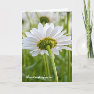 white daisy-thinking of you card