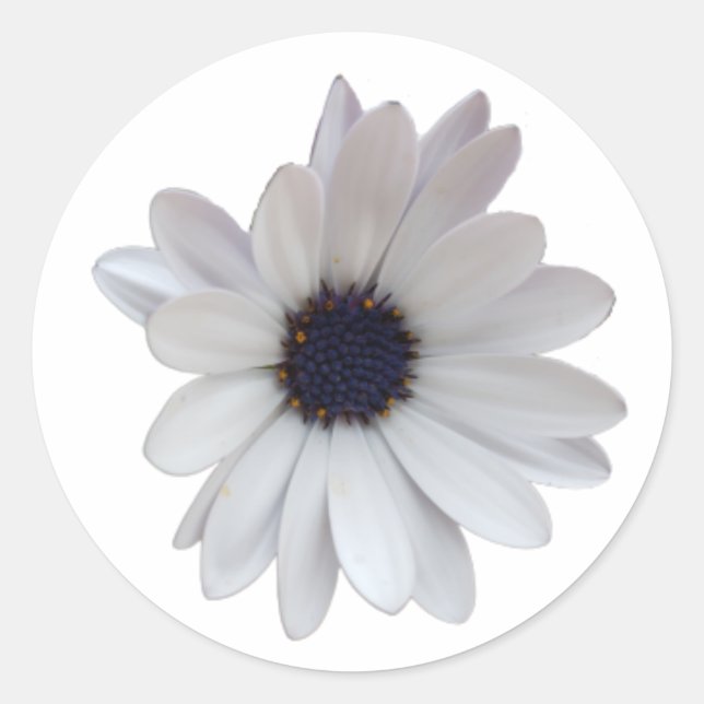 White Daisy with Purple Centre Photo Cutout Classic Round Sticker (Front)