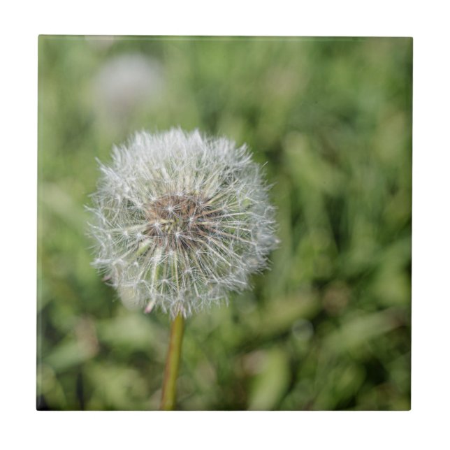 White dandelion flower on green grass ceramic tile (Front)