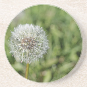 White dandelion flower on green grass coaster