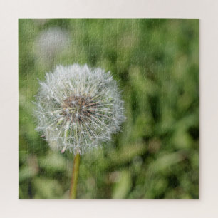 White dandelion flower on green grass jigsaw puzzle