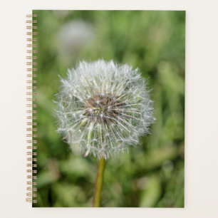 White dandelion flower on green grass planner