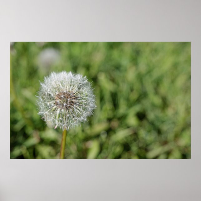 White dandelion flower on green grass poster (Front)