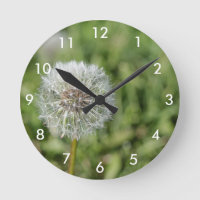 White dandelion flower on green grass