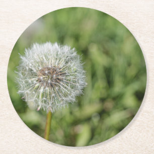 White dandelion flower on green grass round paper coaster