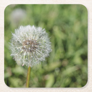 White dandelion flower on green grass square paper coaster