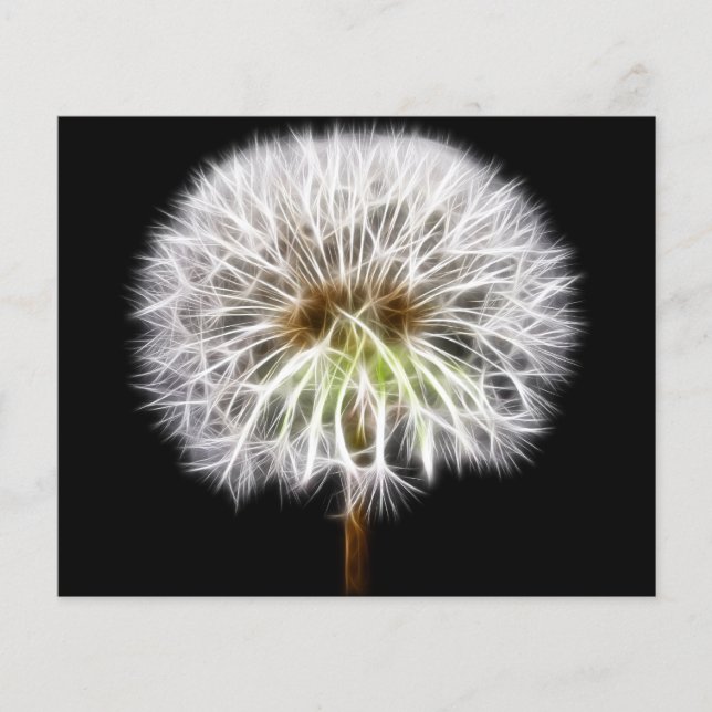 White Dandelion Flower Plant (Front)