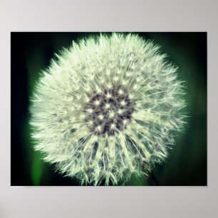 White Dandelion Fluff Close Up Poster