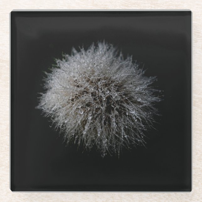 White Dandelion Glass Coaster (Front)
