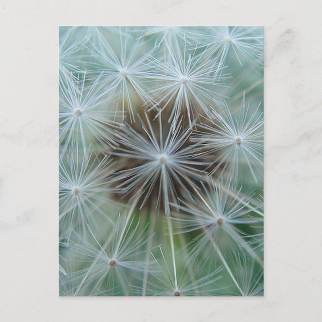 White Dandelion Postcard (Front)