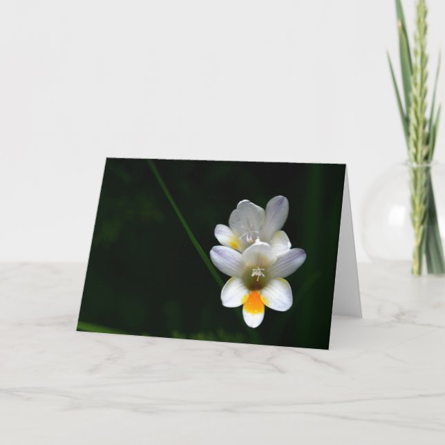 White day lilies on black background Greeting Card (Front)