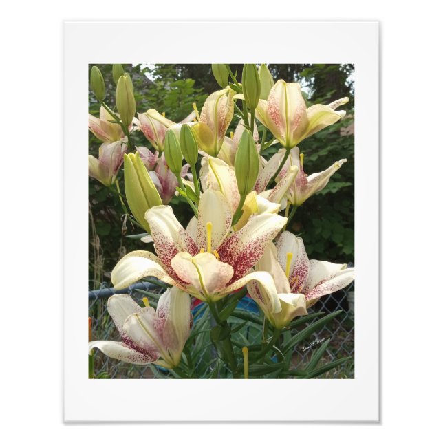 White Daylilies  Photo Print (Front)