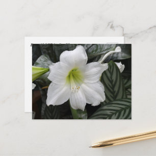 White Daylily flower Postcard