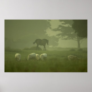 White Deer of Mallow Poster