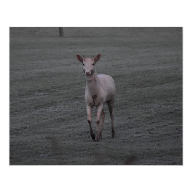 White Deer Poster (Front)