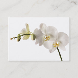 White Dendrobium Orchid Flower Spray Floral Blank Business Card