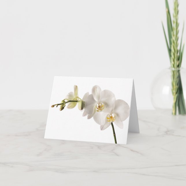 White Dendrobium Orchid Flower Spray Floral Blank Card (Front)