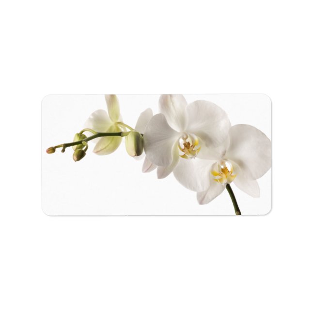 White Dendrobium Orchid Flower Spray Floral Blank Label (Front)
