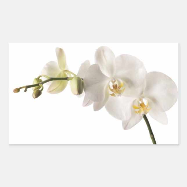 White Dendrobium Orchid Flower Spray Floral Blank Rectangular Sticker (Front)