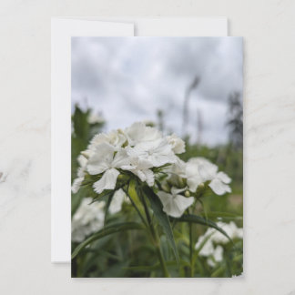 White Dianthus Blossoms Beneath a Summer Sky Invitation