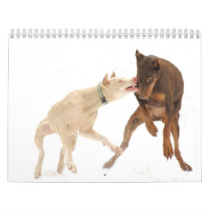 White Doberman Calendar