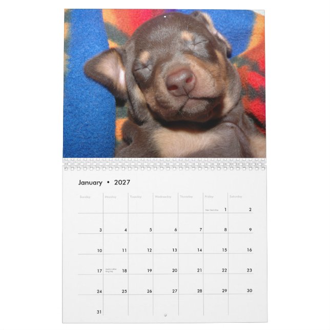 White Doberman Calendar (Jan 2027)