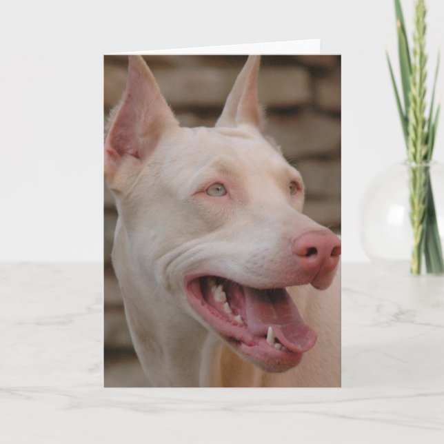 White Doberman Card (Front)