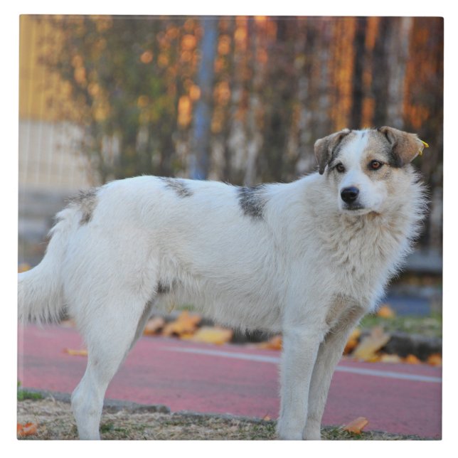 White dog ceramic tile (Front)