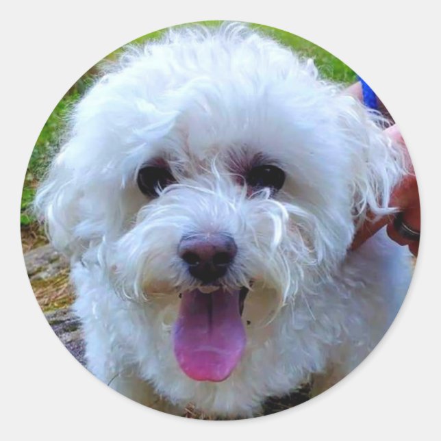 White Dog Classic Round Sticker (Front)